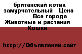 британский котик замурчательный › Цена ­ 12 000 - Все города Животные и растения » Кошки   